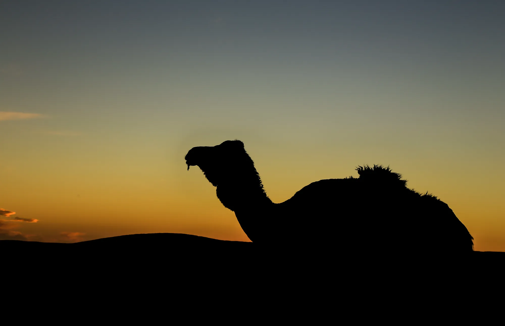 Agadir Camel Ride with Hotel Pickup & Tea photo 13