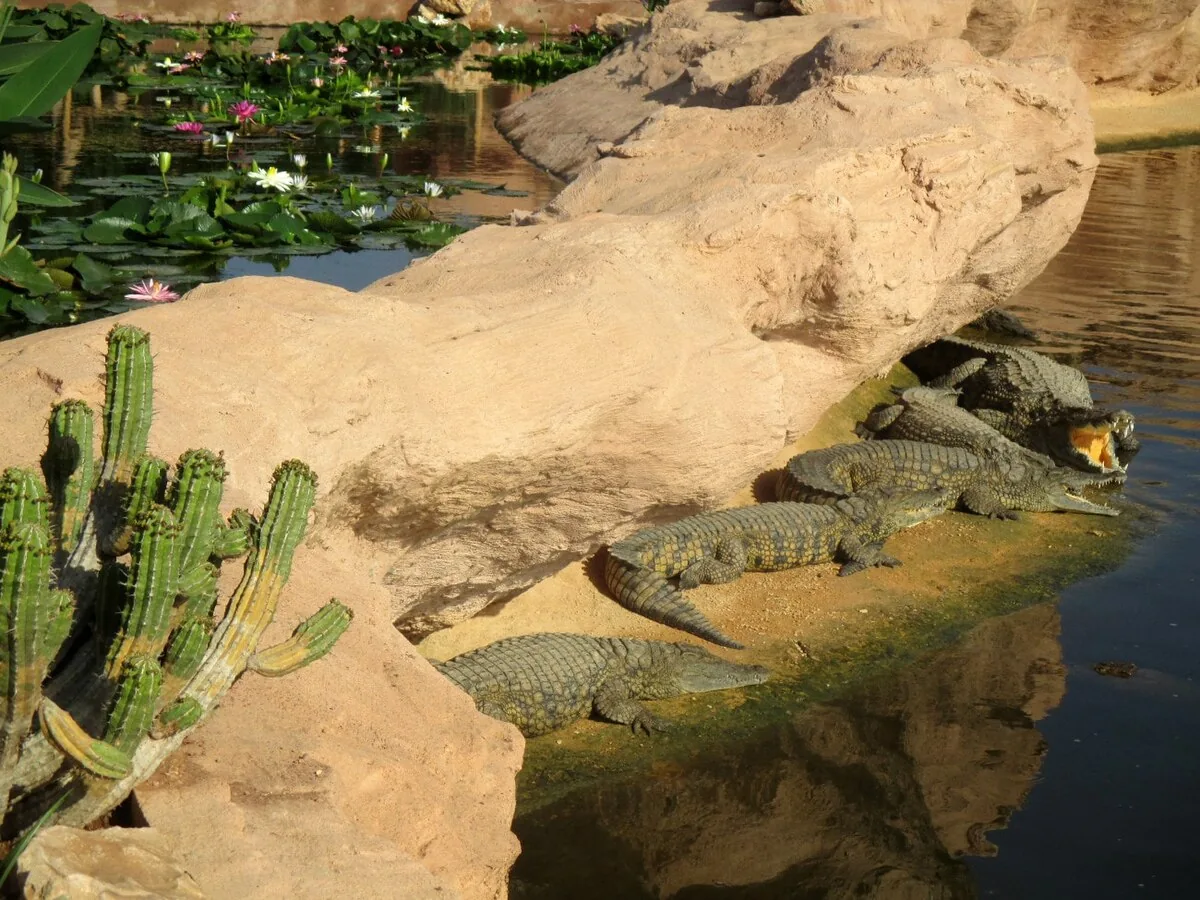 Agadir Crocoparc Tour: Nile Crocodiles & Botanical Gardens photo 3