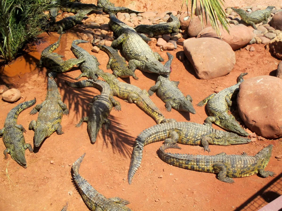 Agadir Crocoparc Tour: Nile Crocodiles & Botanical Gardens photo 4