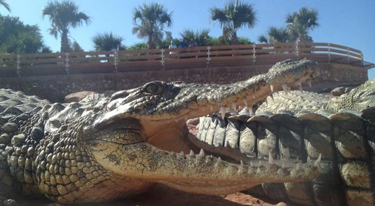 Agadir Crocoparc Tour: Nile Crocodiles & Botanical Gardens photo 5