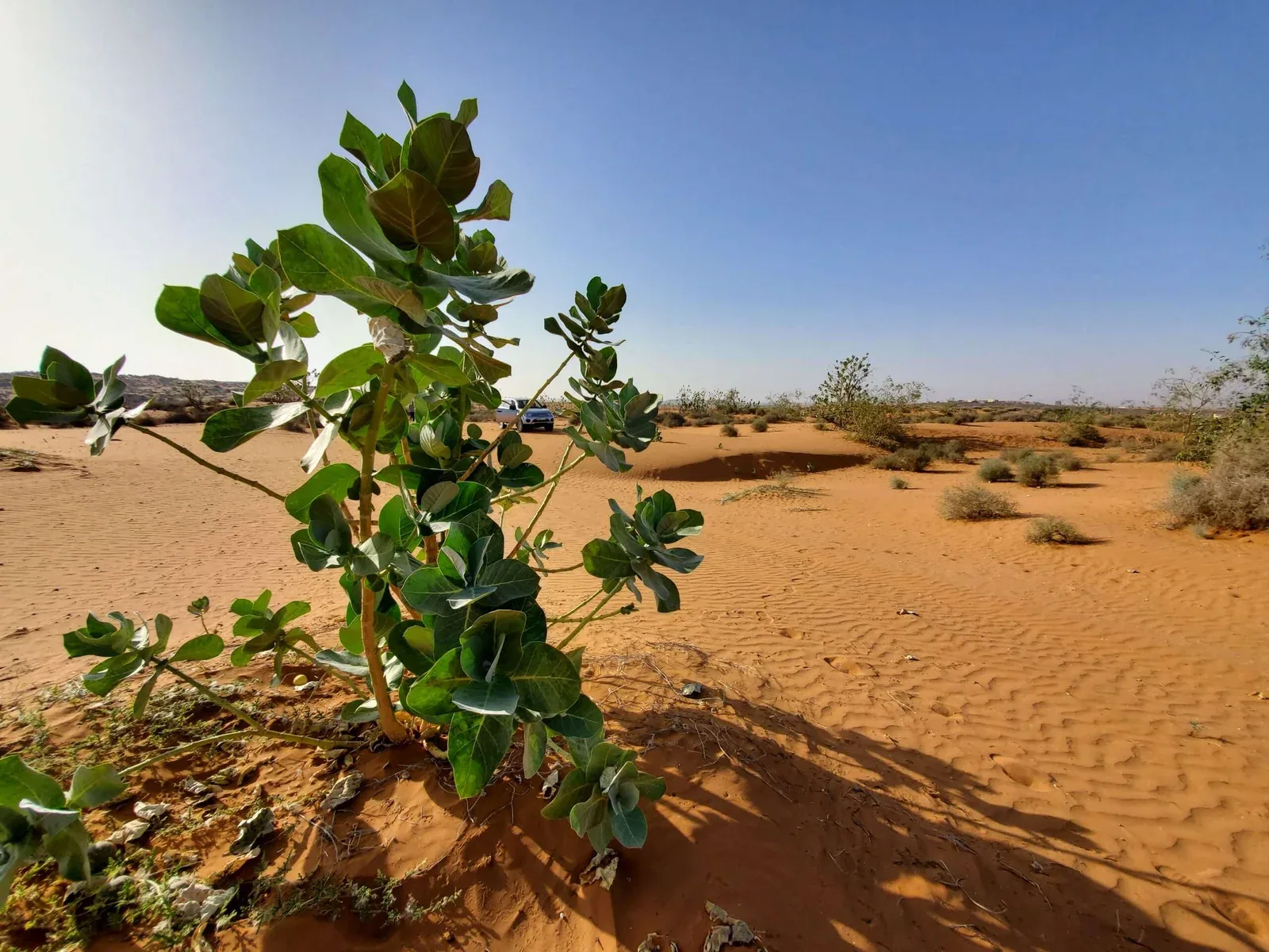 Agadir Mini Sahara Tour: Desert, Tiznit & Berber Lunch photo 7