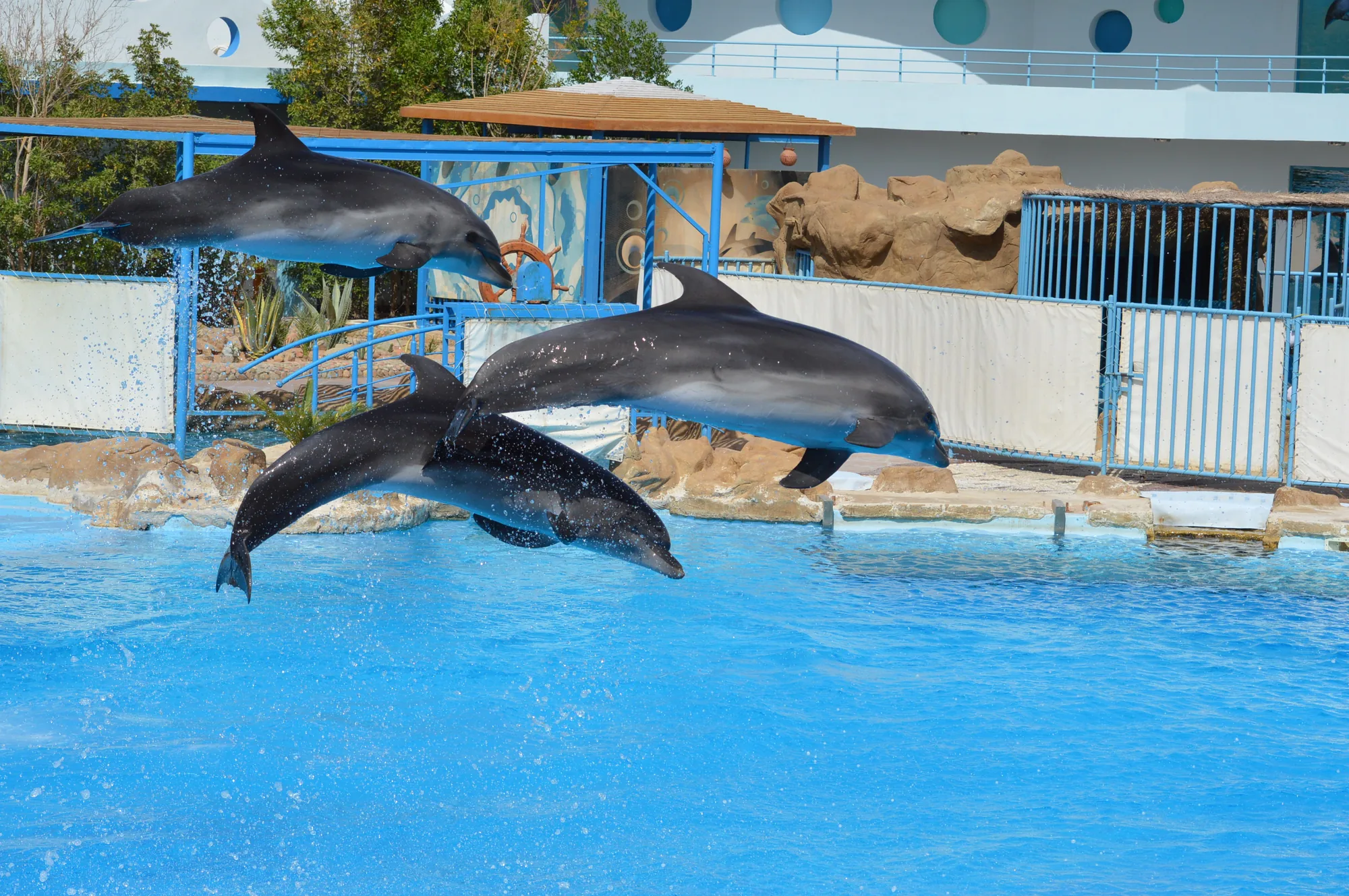 Agadir Dolphin Show: Dolphin World Park Visit photo 2