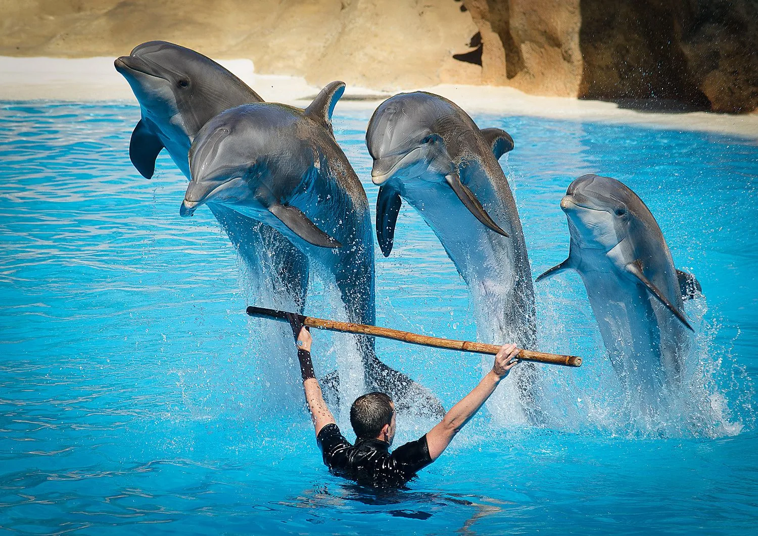 Agadir Dolphin Show: Dolphin World Park Visit photo 7