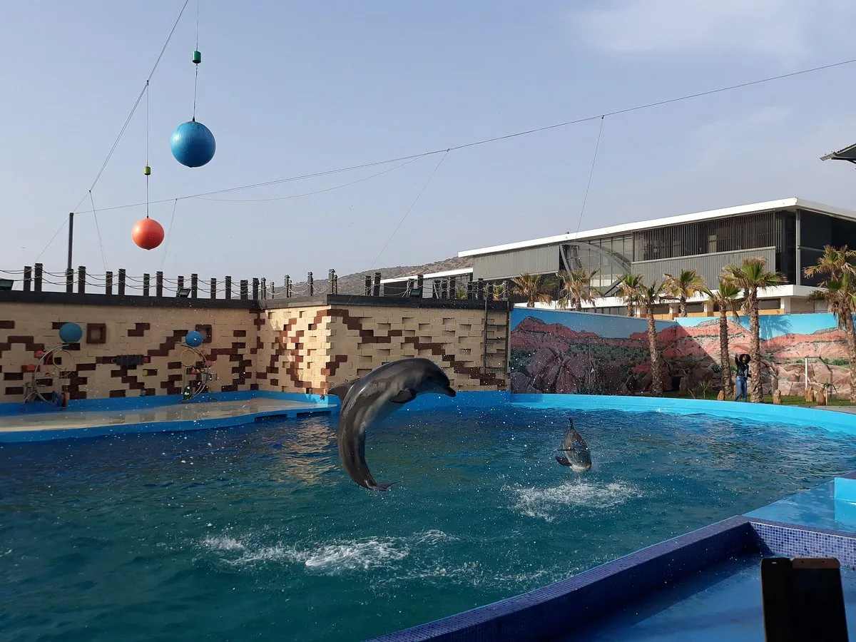 Agadir Dolphin Show: Dolphin World Park Visit photo 8