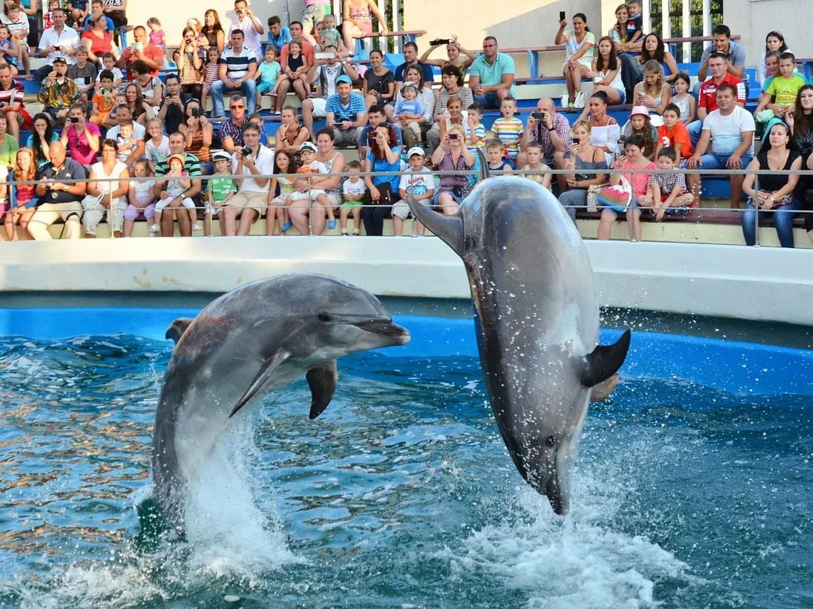 Agadir Dolphin Show: Dolphin World Park Visit photo 9