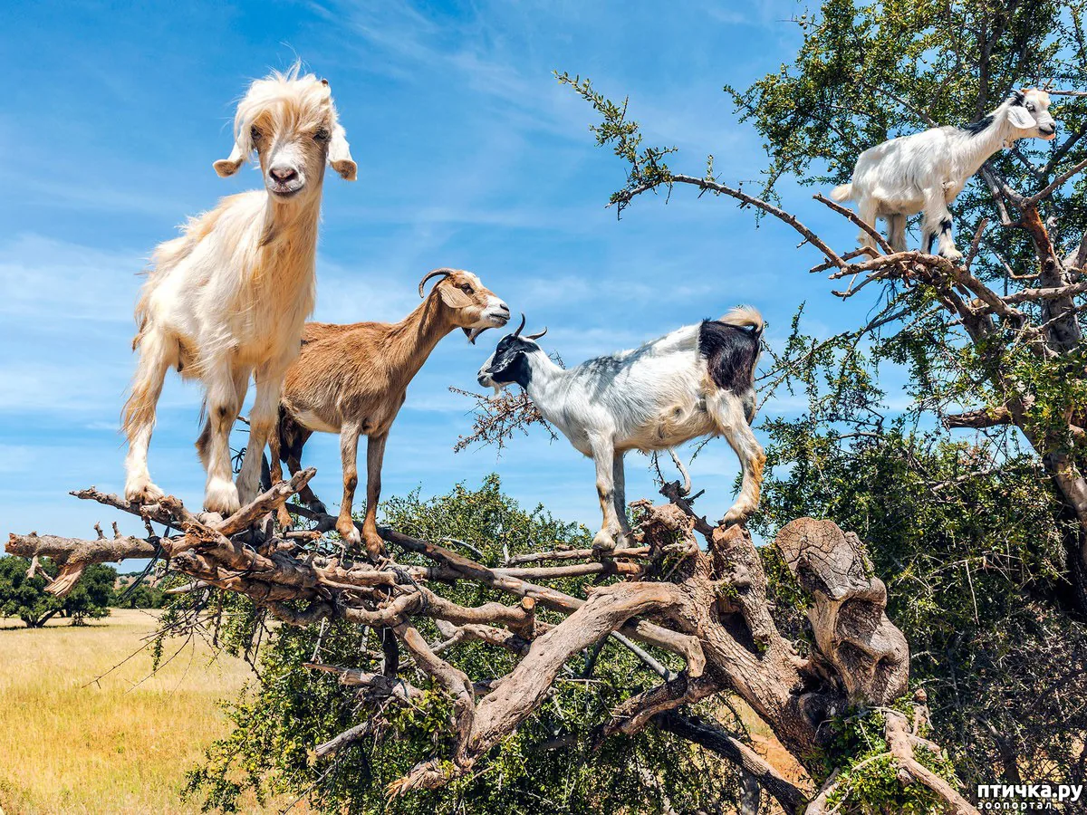 Goats on Trees & Crocoparc Half-Day Tour from Agadir photo 11