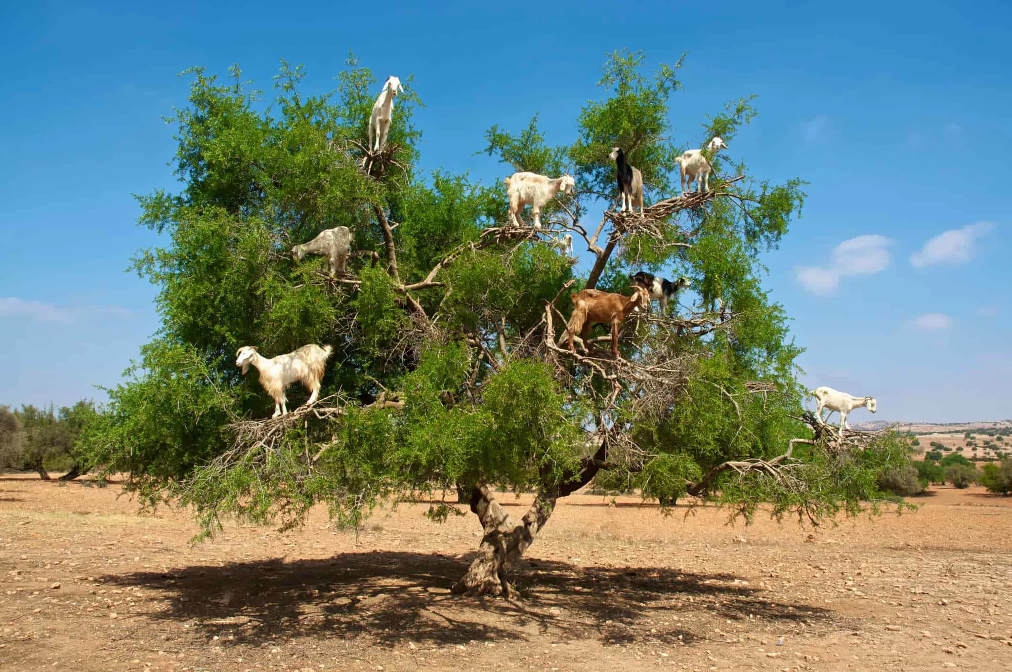 Goats on Trees & Crocoparc Half-Day Tour from Agadir photo 1