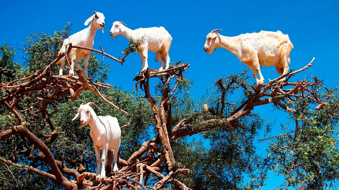 Goats on Trees & Crocoparc Half-Day Tour from Agadir photo 5