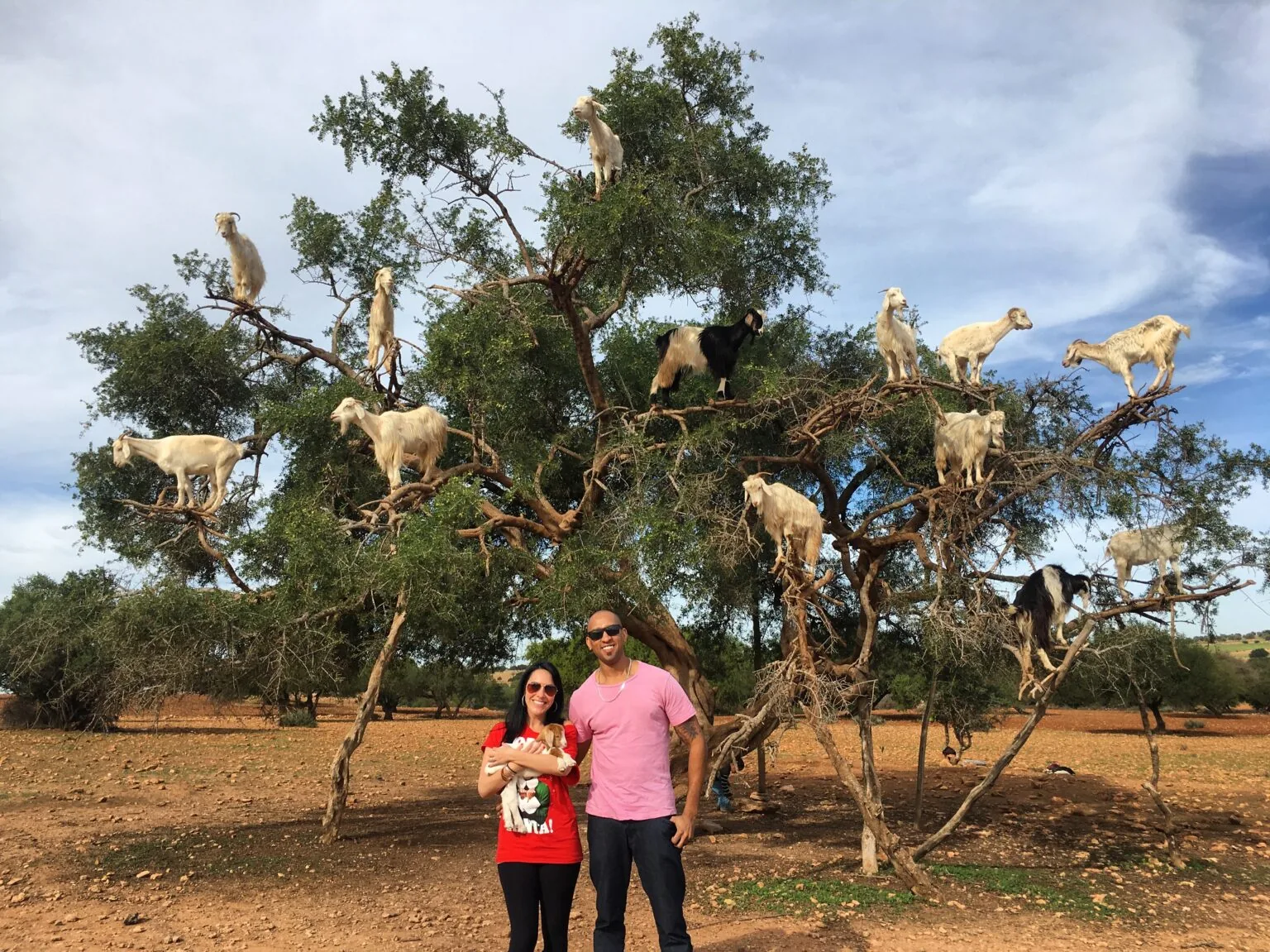 Goats on Trees & Crocoparc Half-Day Tour from Agadir photo 8