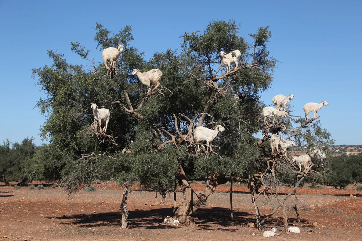 Goats on Trees & Crocoparc Half-Day Tour from Agadir photo 9