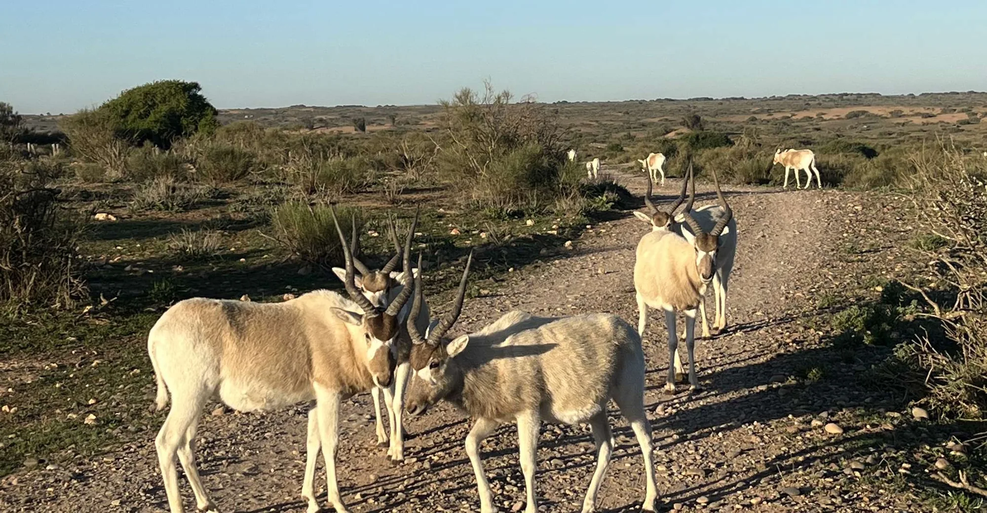 Souss Massa National Park Tour from Agadir: Wildlife & Birds photo 15