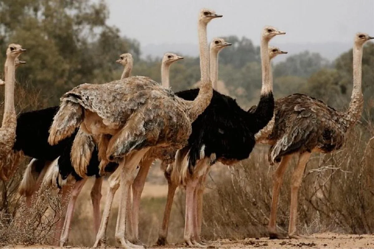 Souss Massa National Park Tour from Agadir: Wildlife & Birds photo 2