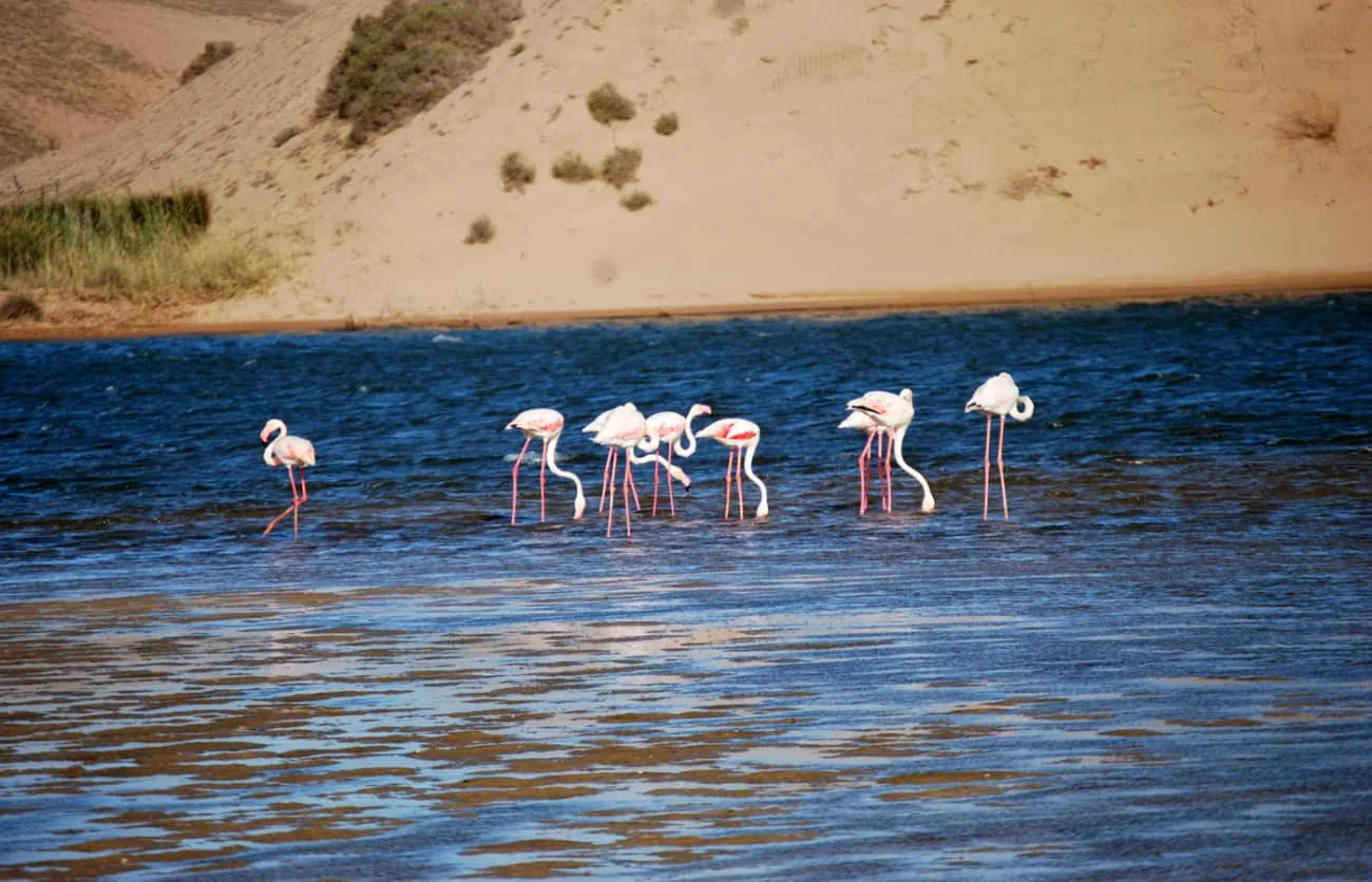 Souss Massa National Park Tour from Agadir: Wildlife & Birds photo 6