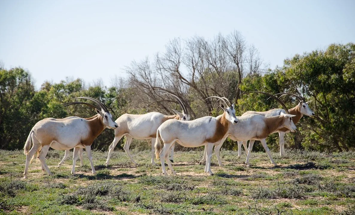 Souss Massa National Park Tour from Agadir: Wildlife & Birds photo 9