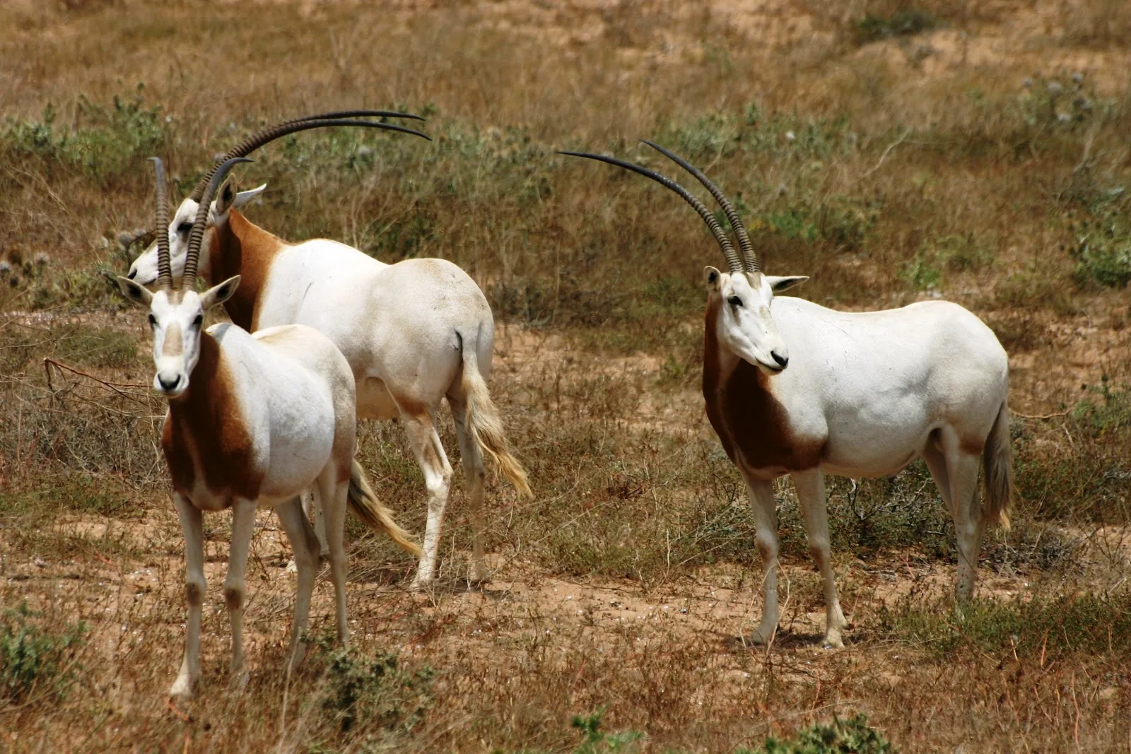 Souss Massa National Park Tour from Agadir: Wildlife & Birds photo 11