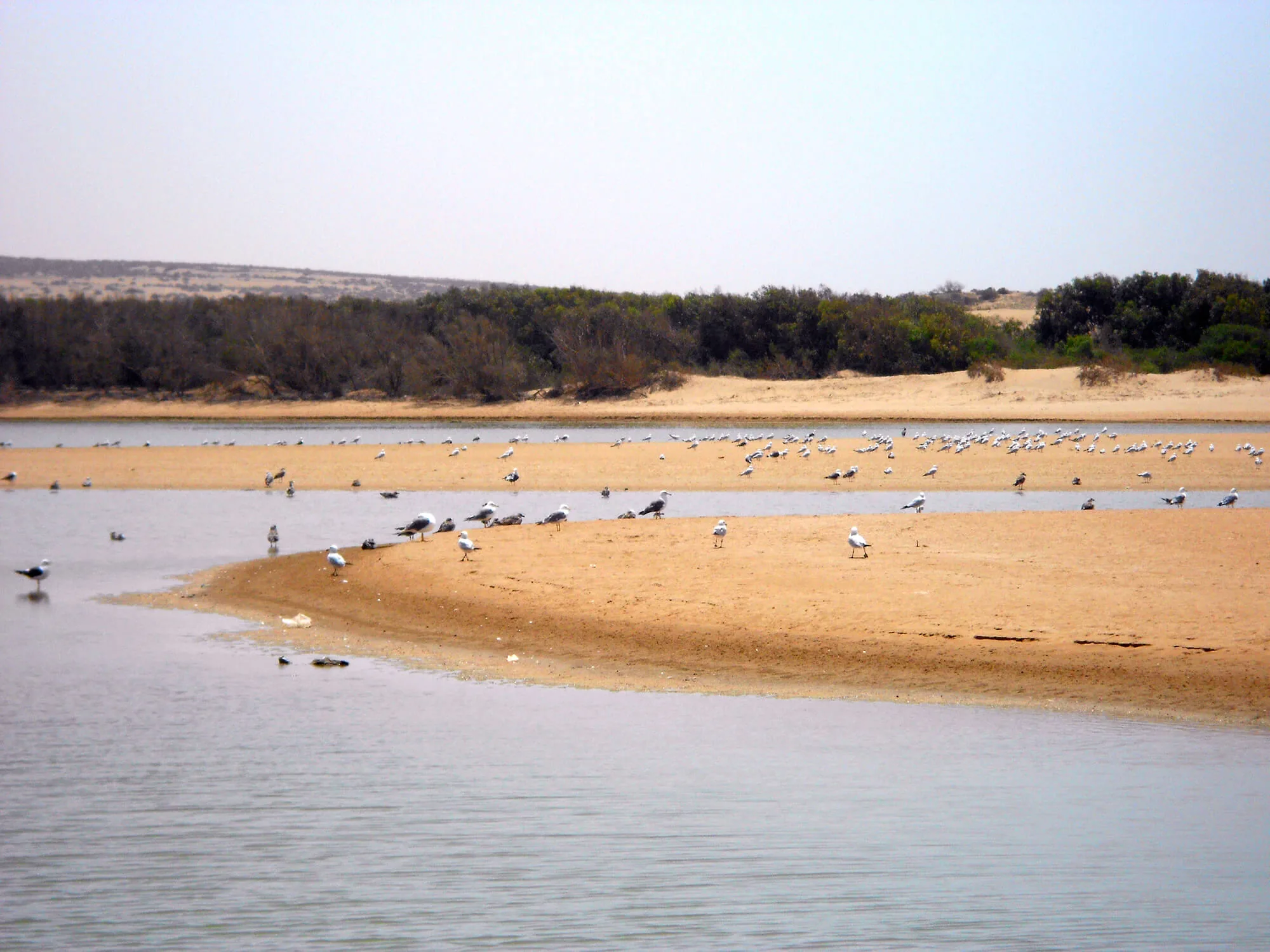 Souss Massa National Park Tour from Agadir: Wildlife & Birds photo 12