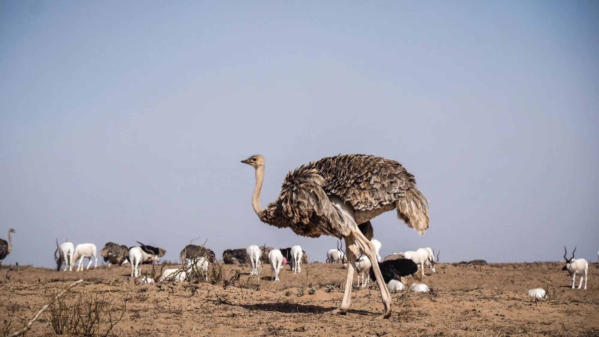 Souss Massa National Park Tour from Agadir: Wildlife & Birds photo 14